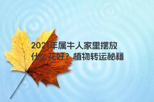 2021年属牛人家里摆放什么花好？植物转运秘籍