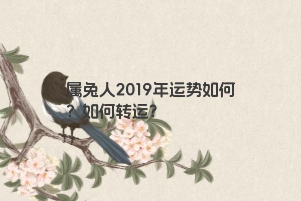 属兔人2019年运势如何？如何转运？